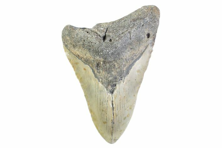 Partial, Fossil Megalodon Tooth - North Carolina #373173